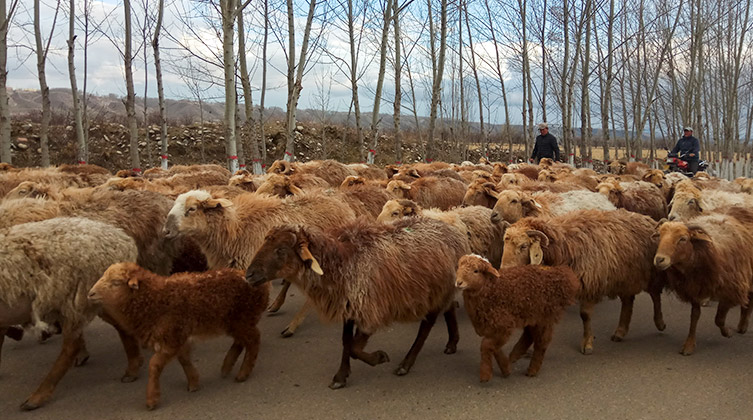 Zdjęcie symboliczne: Stado owiec w Chinach